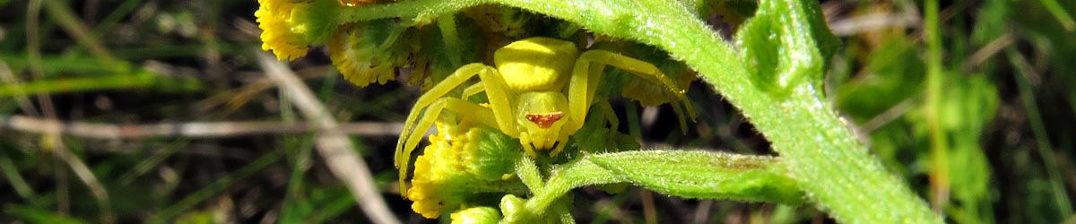 Thomisus australis - Flower crab spider