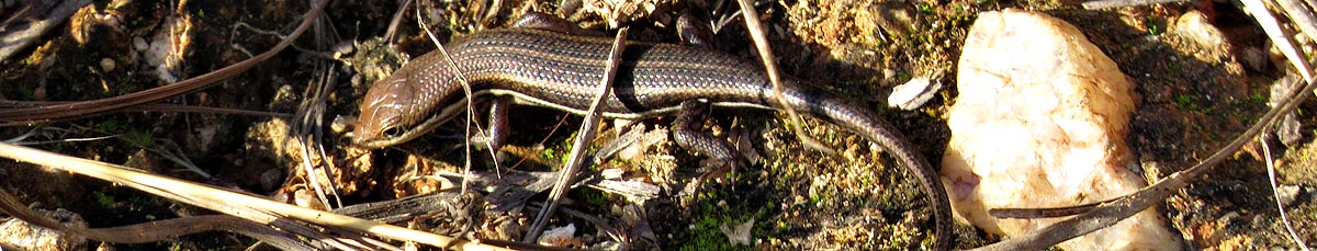 Trachylepis varia, Variable skink, Mantenga