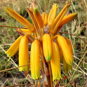 Aloe chortolirioides