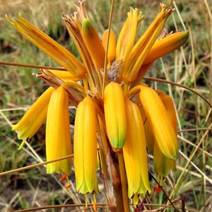 Aloe chortolirioides var. chortolirioides