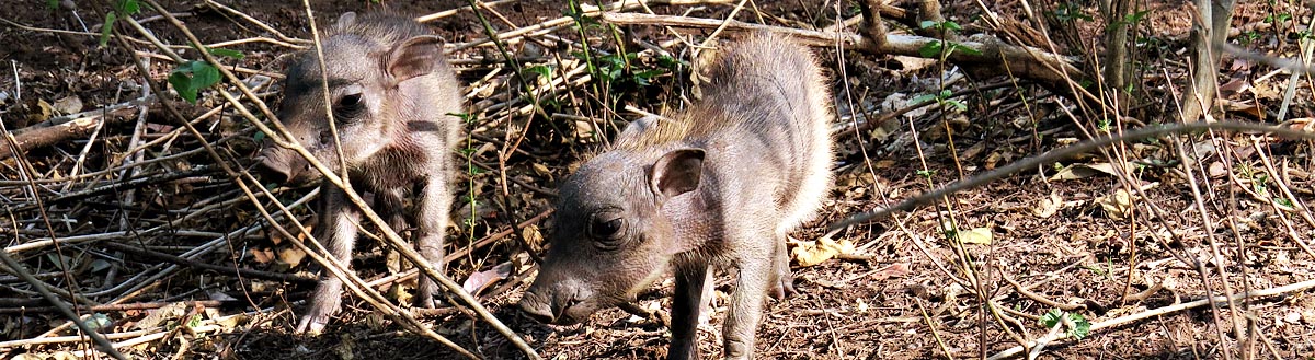 Baby warthogs, Mlawula