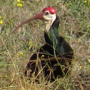 Southern Bald Ibis