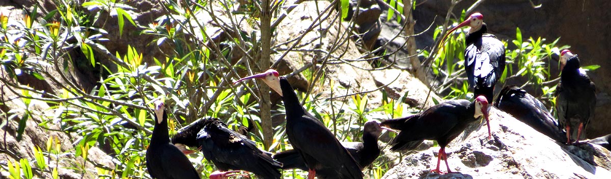 Bald Ibis, Mantenga