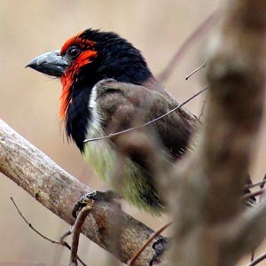 Black Collared Barbet