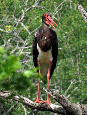 Black Stork