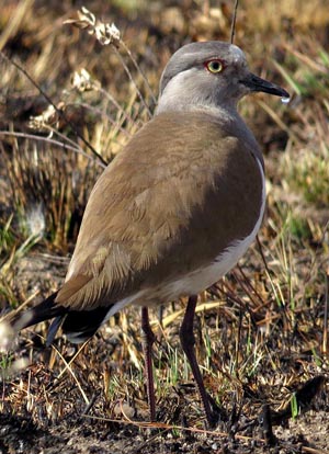 Blackwinged Lapwing