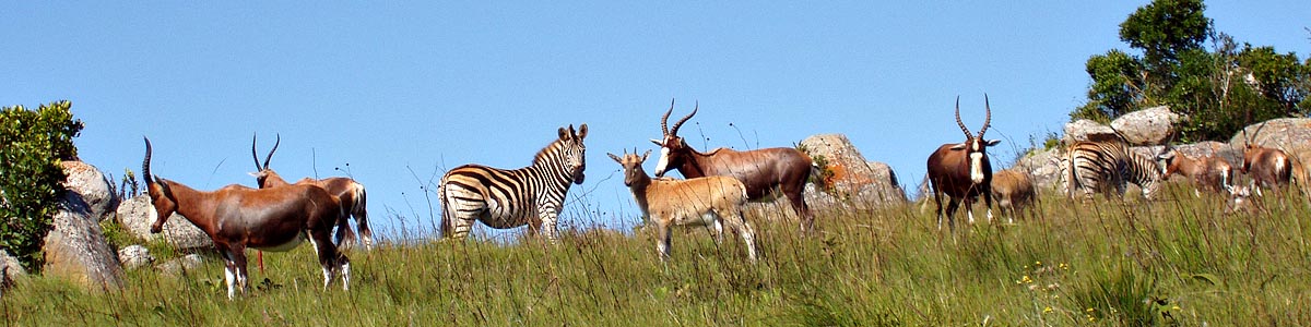 Blesbok and Zebra in Malolotja