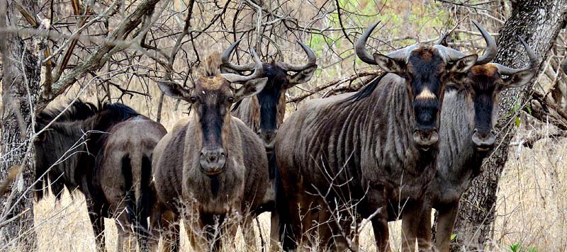 Blue Wildebeest in Mlawula Nature Reserve