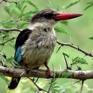 Brown Hooded Kingfisher