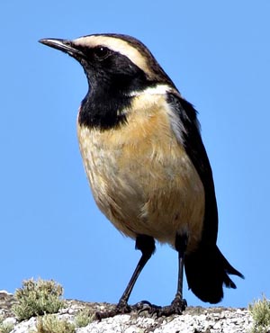 Buff streaked chat