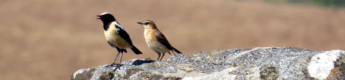 Buff streaked chat