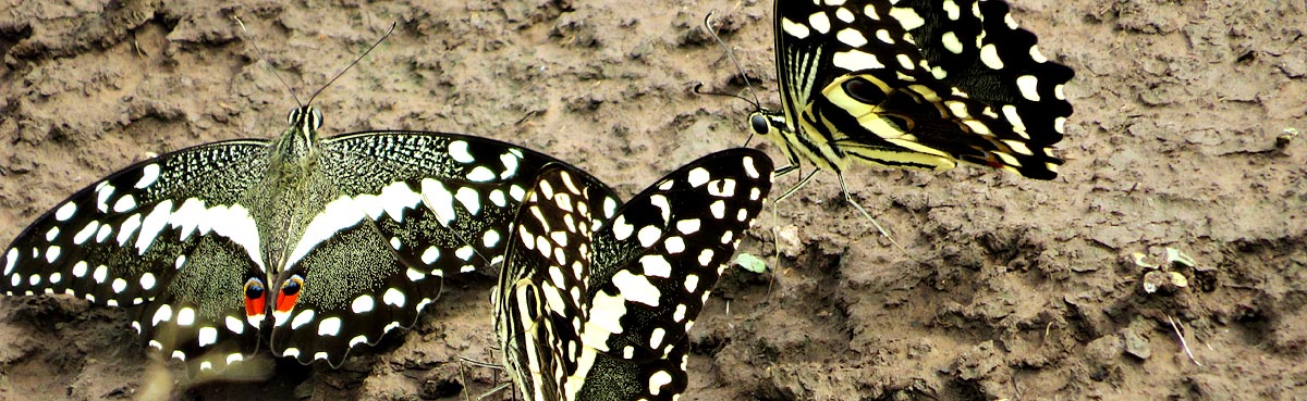 Citrus Swallowtails, Mlawula