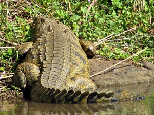 Nile Crocodile