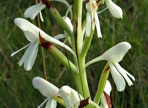 Disa intermedia