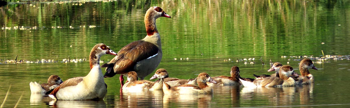 Egyptian geese, Mlawula