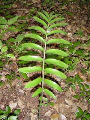Encephalartos aplanatus