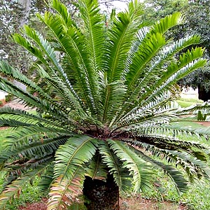 Encephalartos lebomboensis