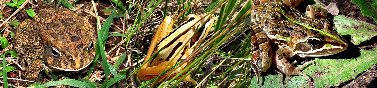 Malolotja Amphibians