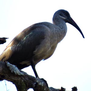 Hadeda Ibis