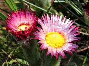 Helichrysum adenocarpum