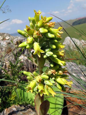 Kalanchoe montana