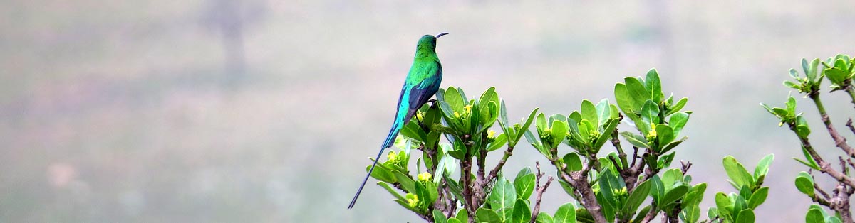 Malachite sunbird