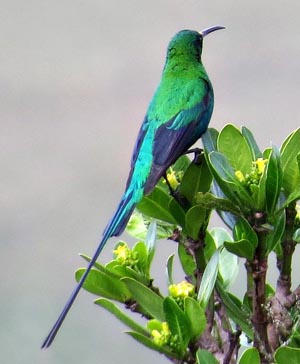 Malachite Sunbird