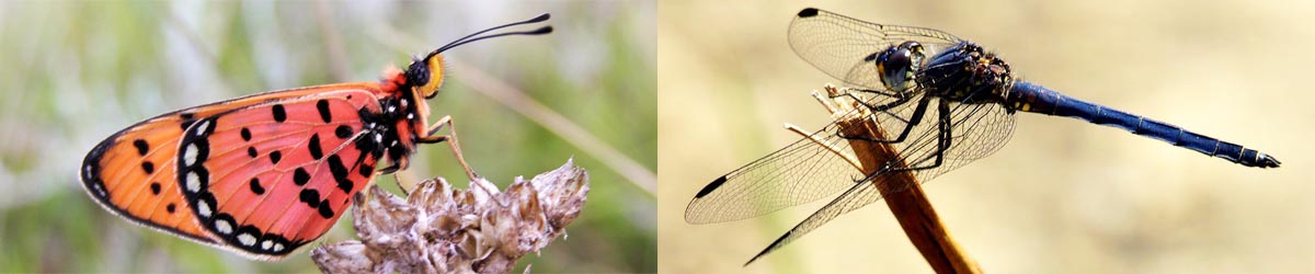 Acraea violarum, Trithemis sp.