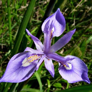 Moraea elliotii