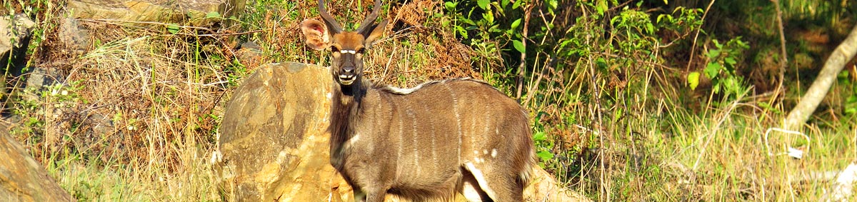 Nyala, Mantenga