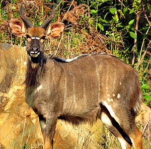 Nyala