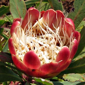 Protea parvula