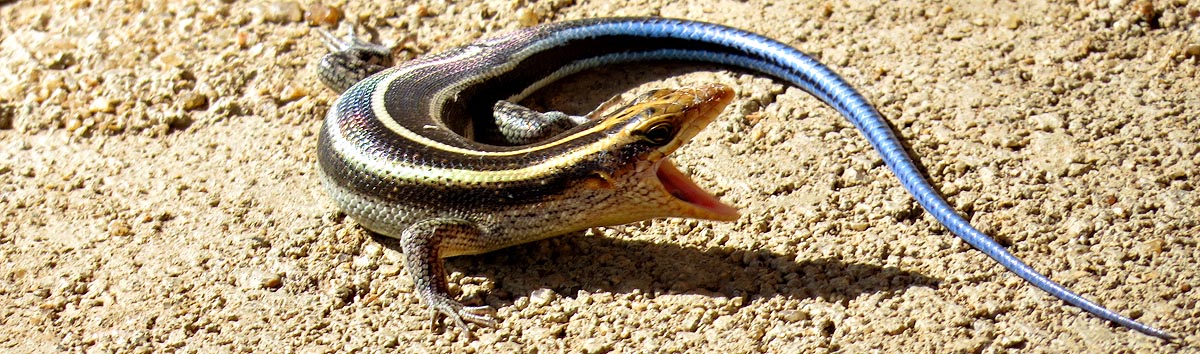 Rainbow Skink, Mlawula