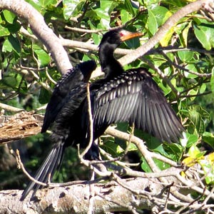 Reed Cormorant