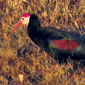 Southern Bald Ibis