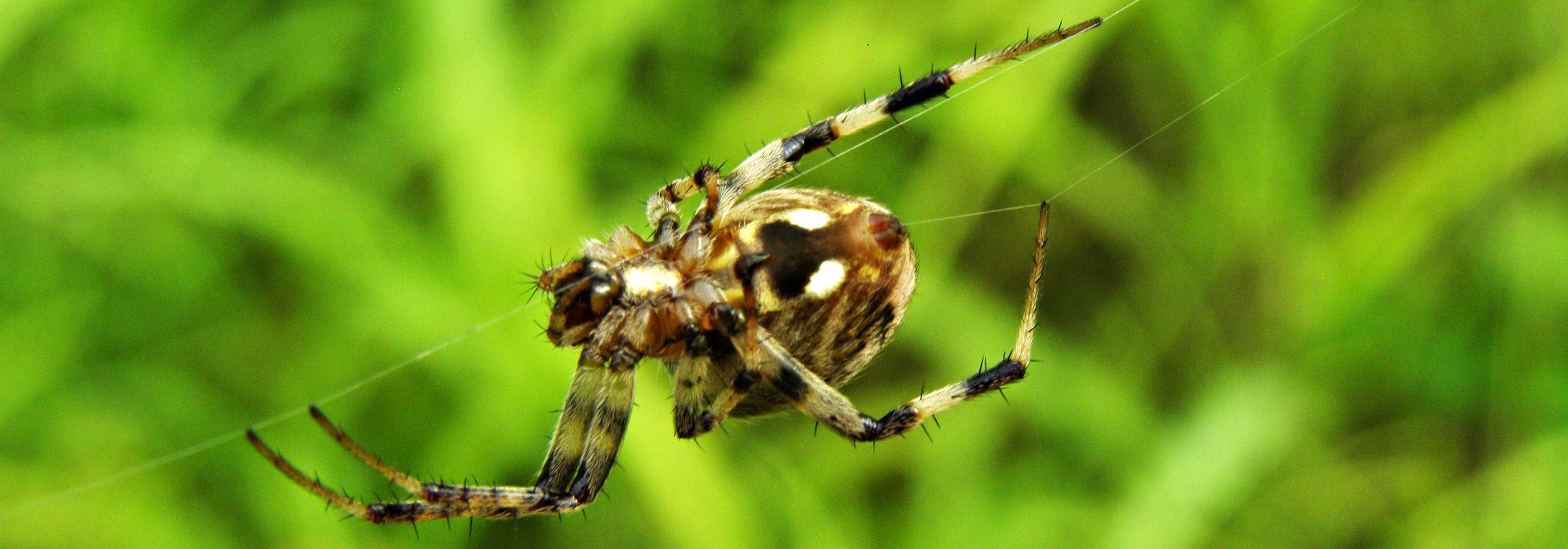 Spider, Mlawula