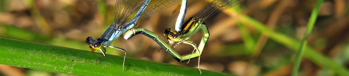 Springwater Sprite, Malolotja