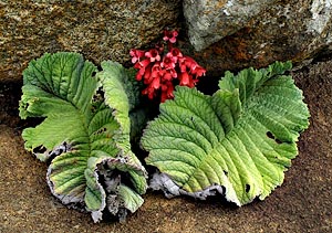 Streptocarpus dunnii