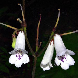 Streptocarpus wilmsii