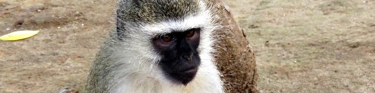 Vervet monkey, Mantenga