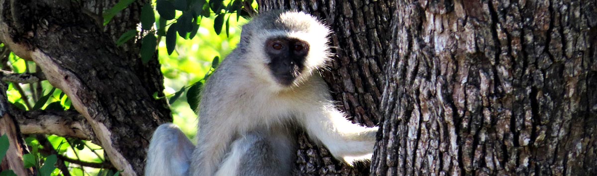 Vervet Monkey, Mlawula