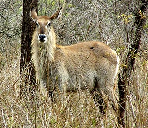 Waterbuck