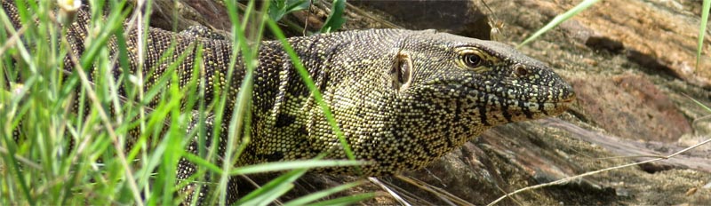 Water Monitor