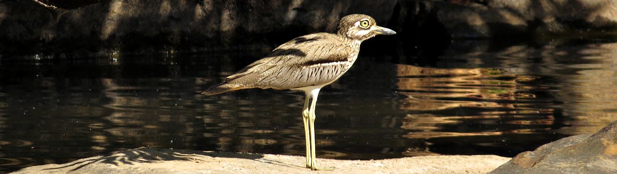 Water thick-knee, Mantenga