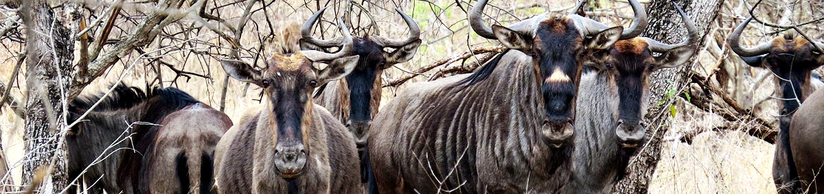 Blue Wildebeest, Mlawula