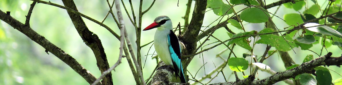 Woodland Kingfisher