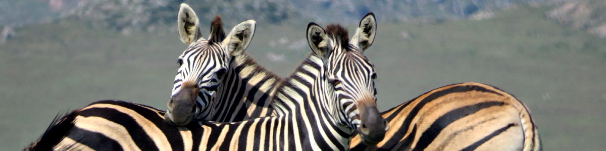 Zebras in Malolotja