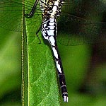 abdomen bulbous then slender, bluish grey with black markings (male)