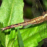 abdomen bulbous then slender, straw coloured with black markings (female)