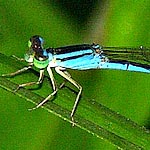 eyes black and green/blue, thorax black and bright blue (male)